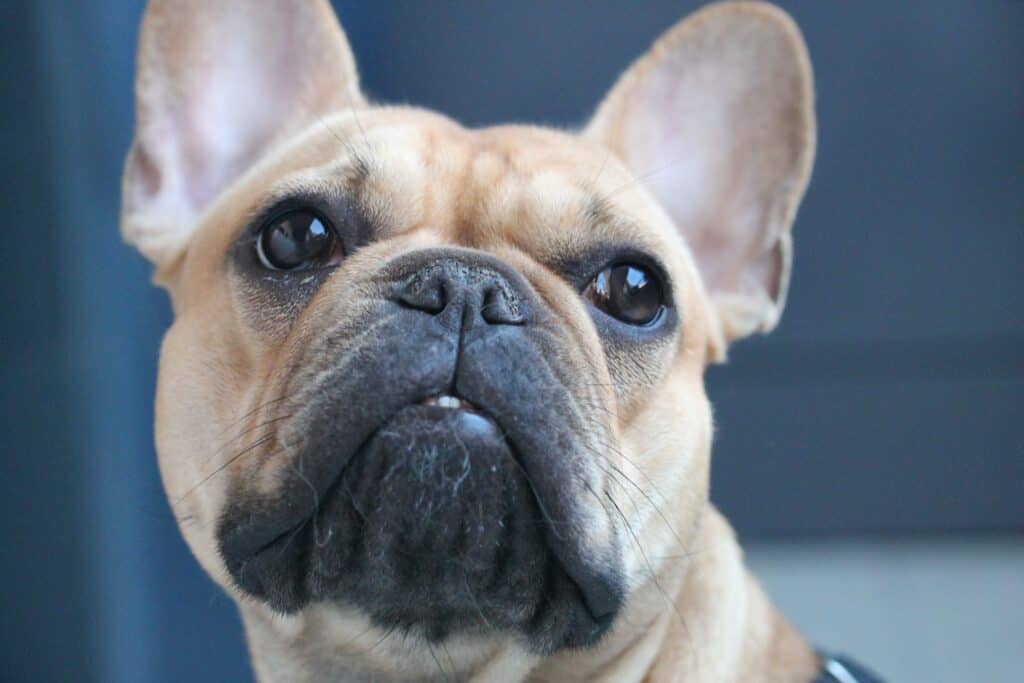 pet microchipping services