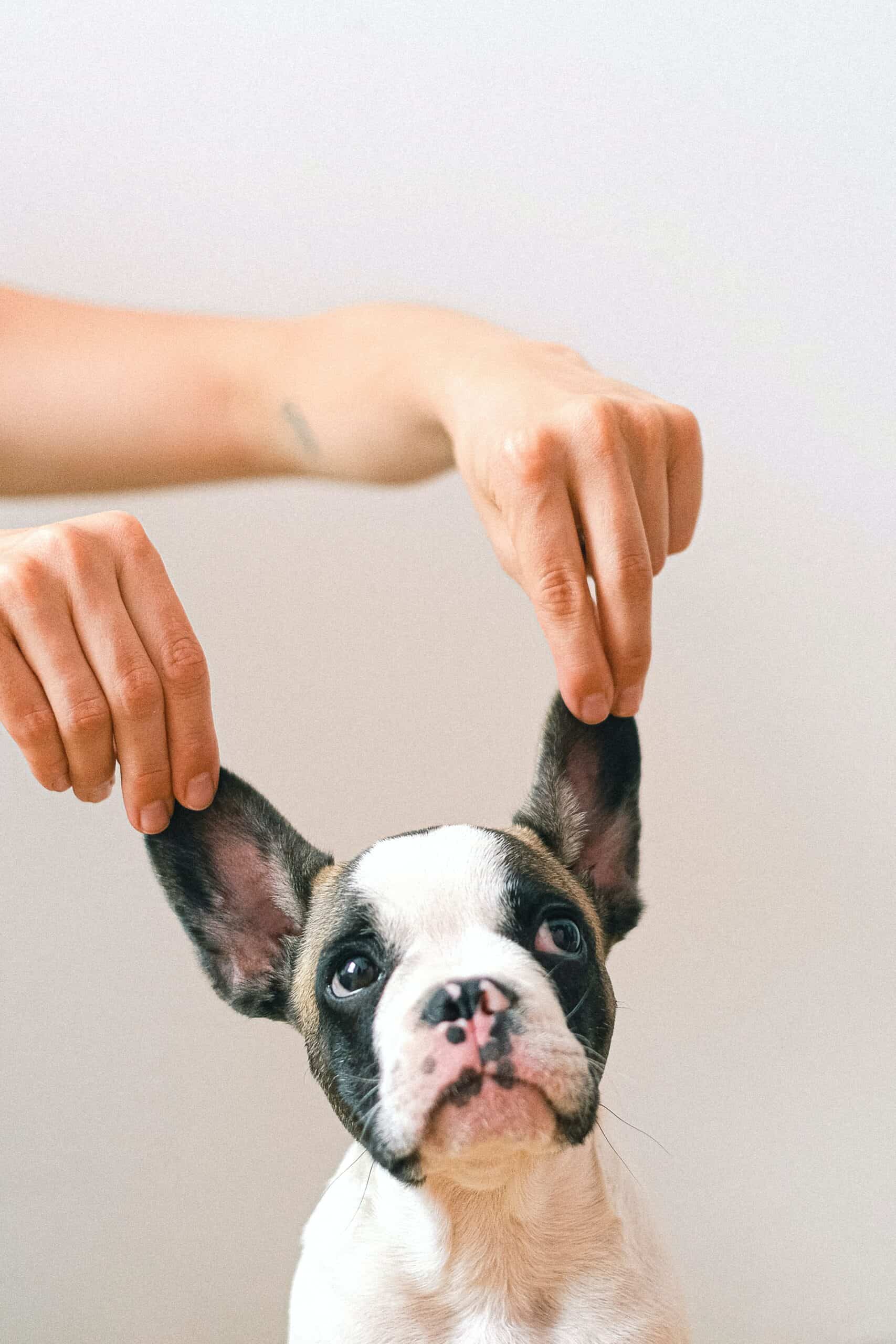rabies vaccination for pets
