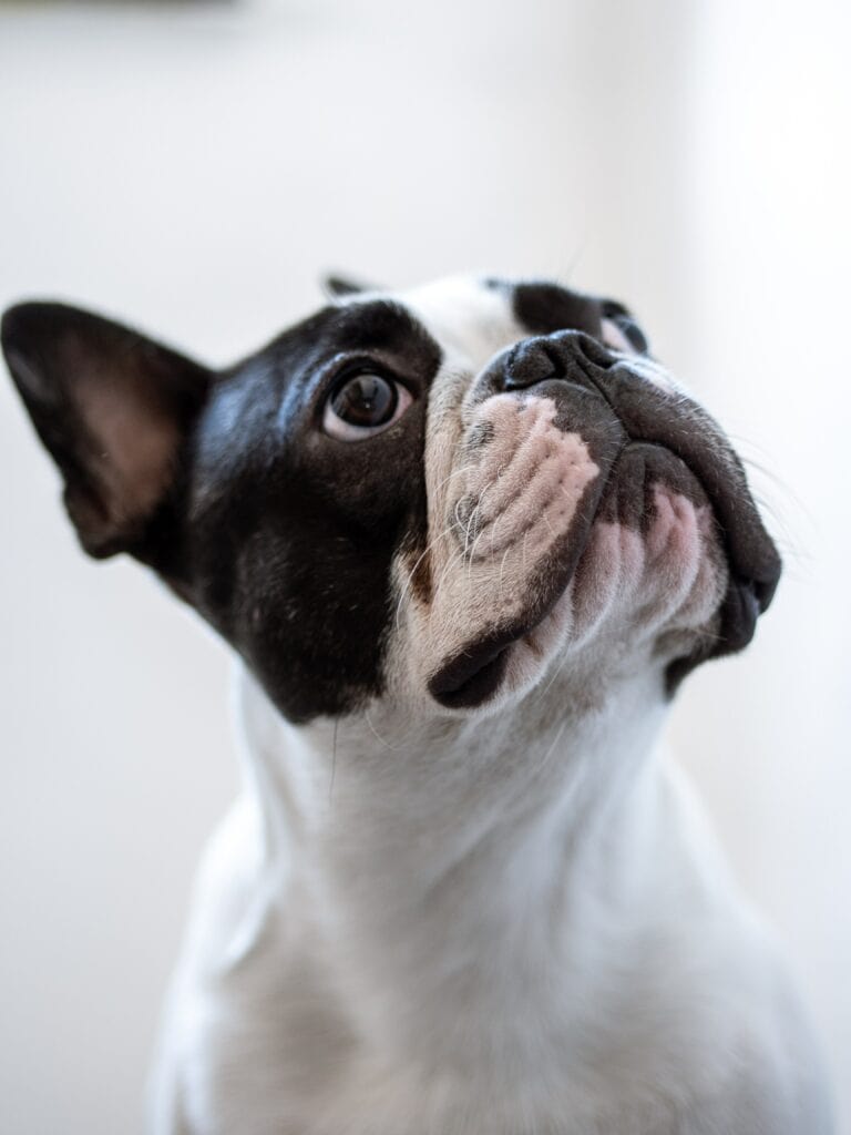 mycoplasma haemofelis treatment
