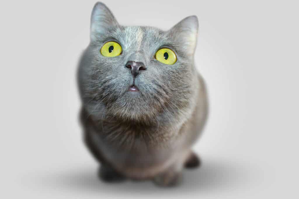 preventative care for pets