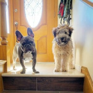 senior pet care