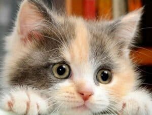 cat health testing