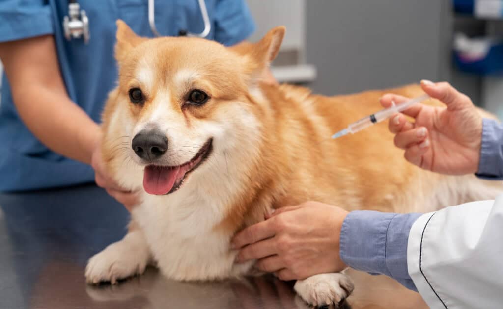 Pet Vaccination at VIP Animal Hospital
